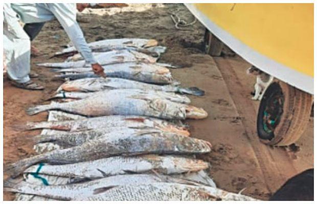 Karachi fishermen catch rare Sowa fish, locally known as Kir, worth Rs 70 crore