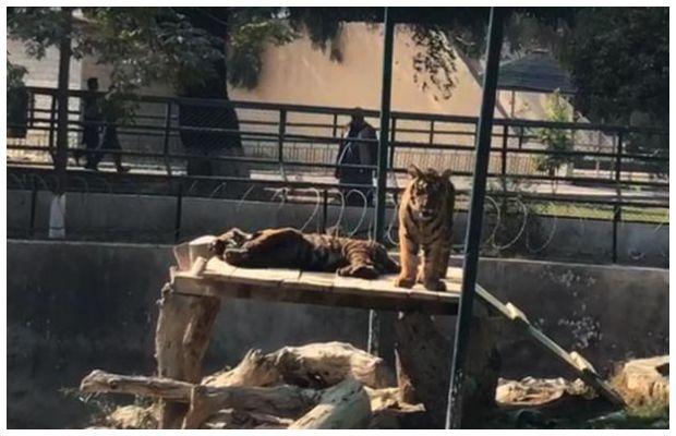 Bahawalpur’s Sherbagh Zoo closed after man mauled to death by tigers