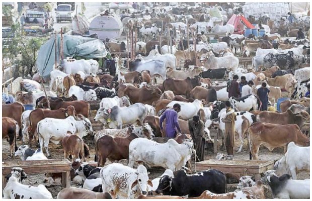 Karachi to get Eid ul Adha Cattle Market set from May 10